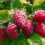 Саджанець Малина Шапка Мономаха в контейнері